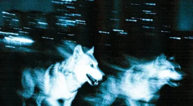 Djadja & Dinaz – Les bases (Lyrics)