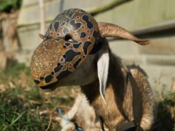 Didi B – Bodouin (Clip Officiel)