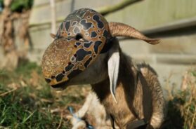 Didi B – Bodouin (Clip Officiel)