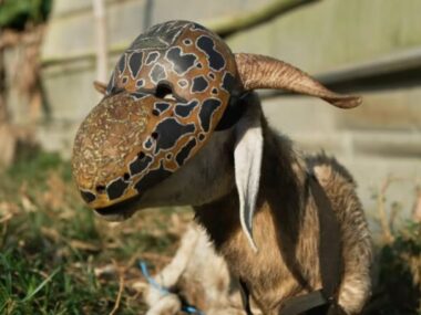 Didi B – Bodouin (Clip Officiel)