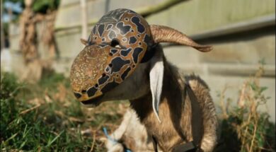 Didi B – Bodouin (Clip Officiel)