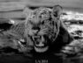 Lacrim ft Noti – Sao Paulo (Lyrics + Translation)