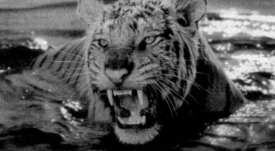 Lacrim – El tigre (Lyrics + English translation + Signification)